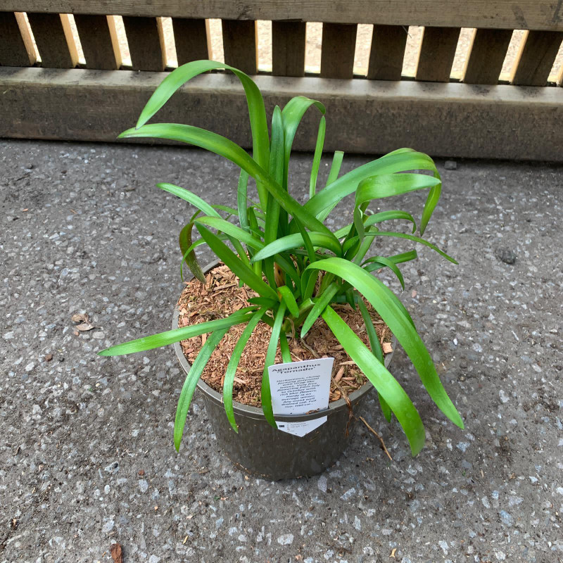 Agapanthus 'Tornado'