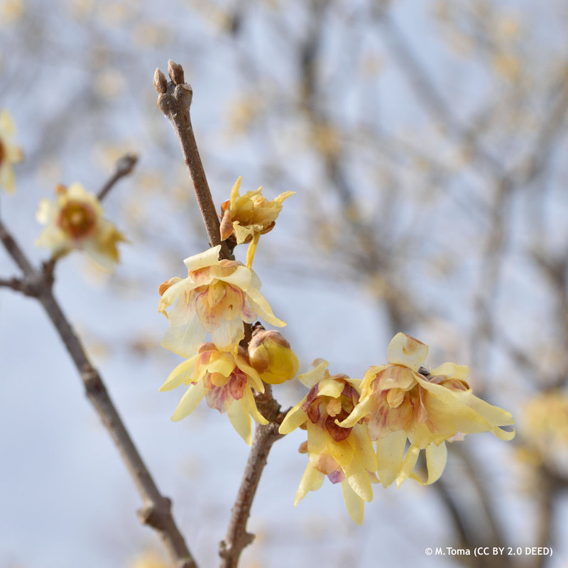 Chimonanthus praecox 80-100cm (27ltr)