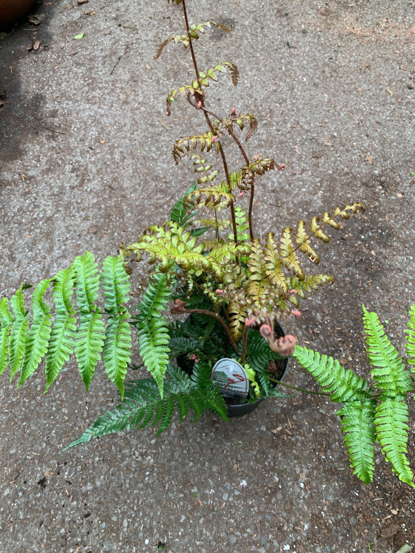 Fern Dryopteris ery. Brilliance - M+