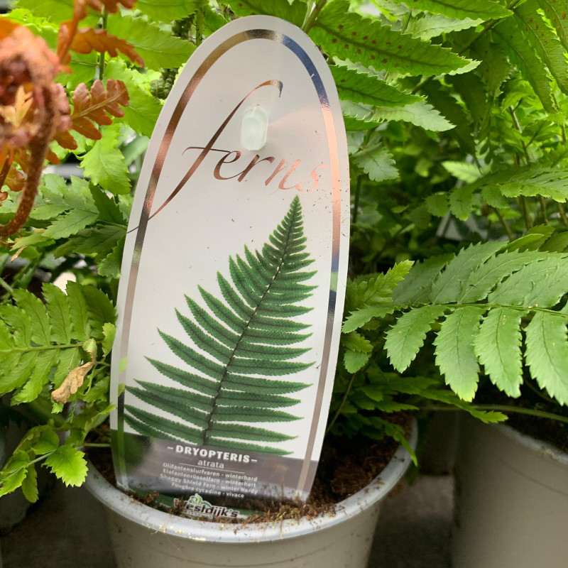 Fern Dryopteris atrata - S+