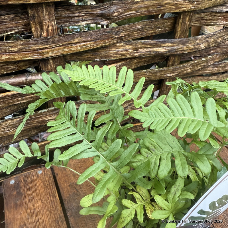 Fern Polypodium vulgare - S+