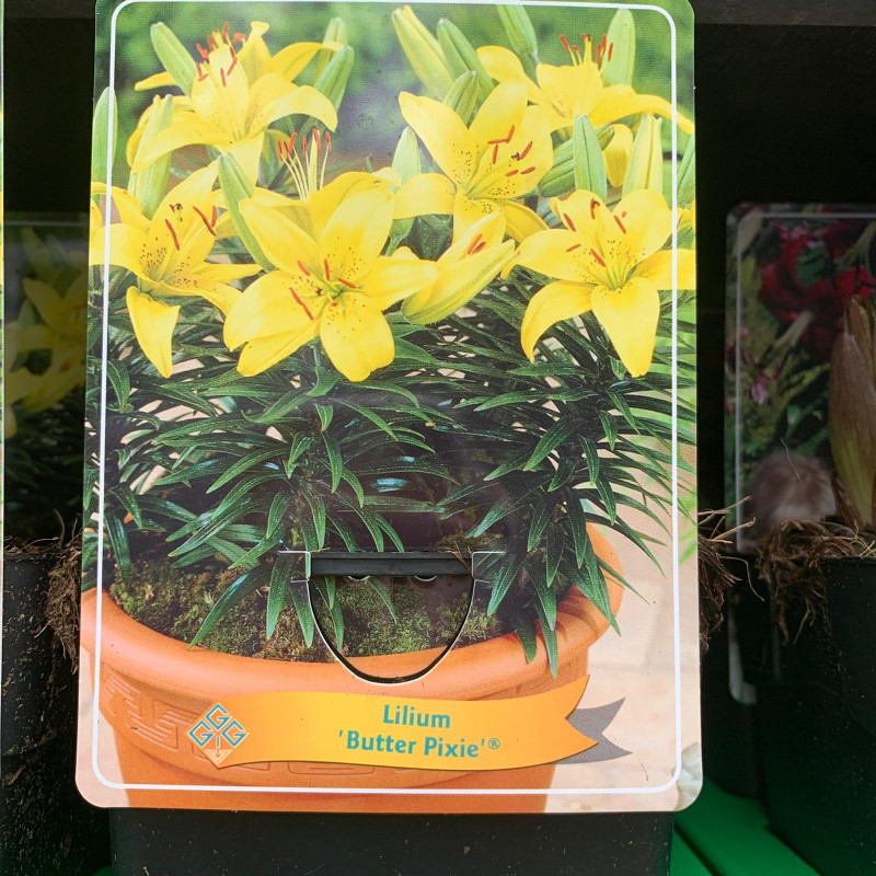 Lilium 'Butter Pixie' (p11)