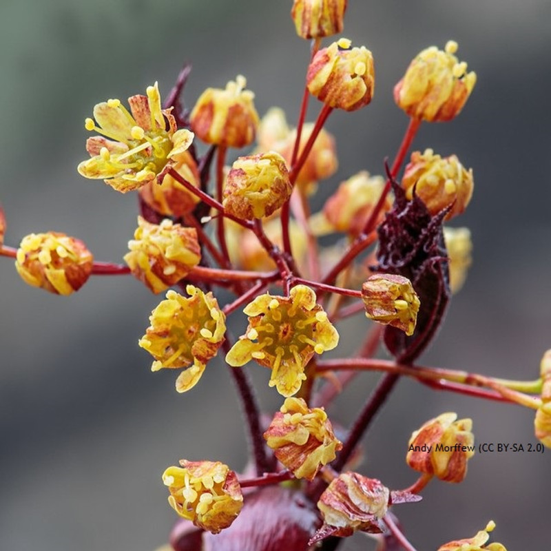 Acer platanoides 'Royal Red' (Norway Maple) - 6/8cm