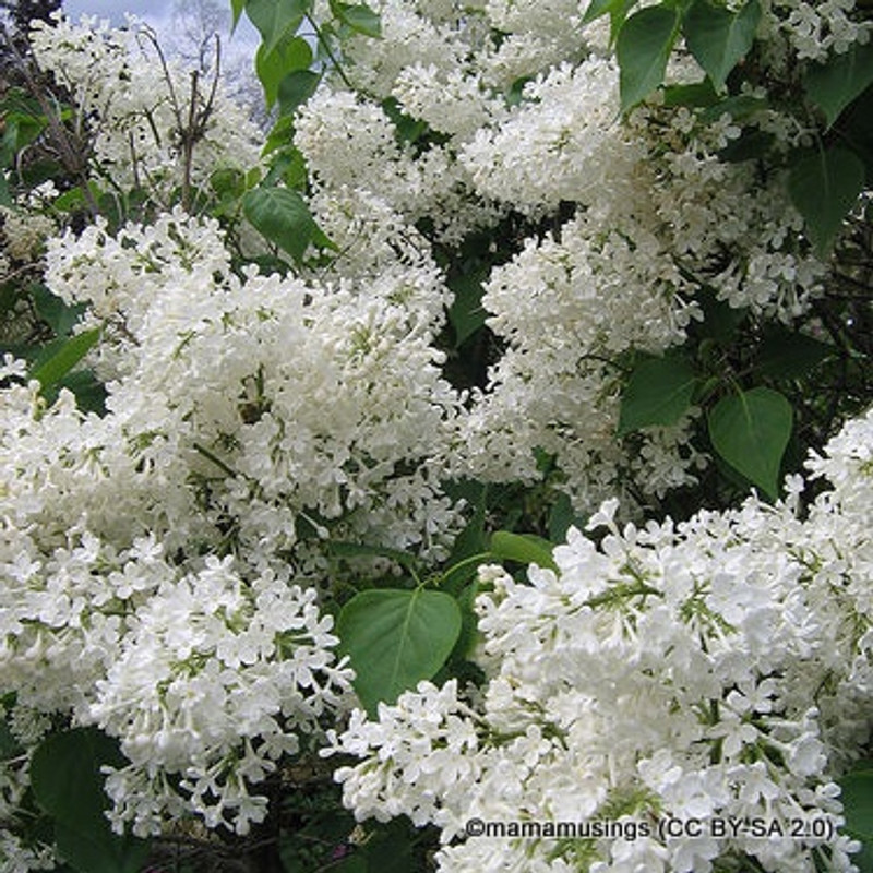 Syringa vulgaris 'Dentelle D'anjou' (Lilac) - 10ltr