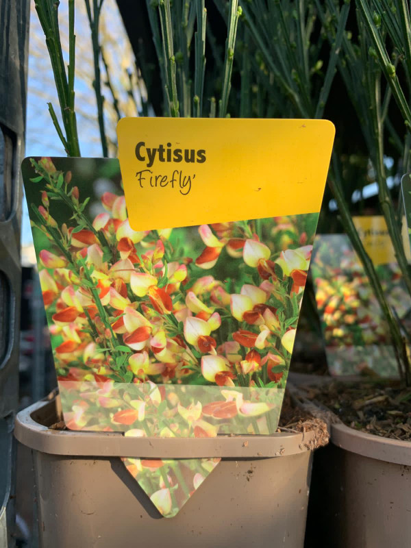 Cytisus 'Firefly' - P11