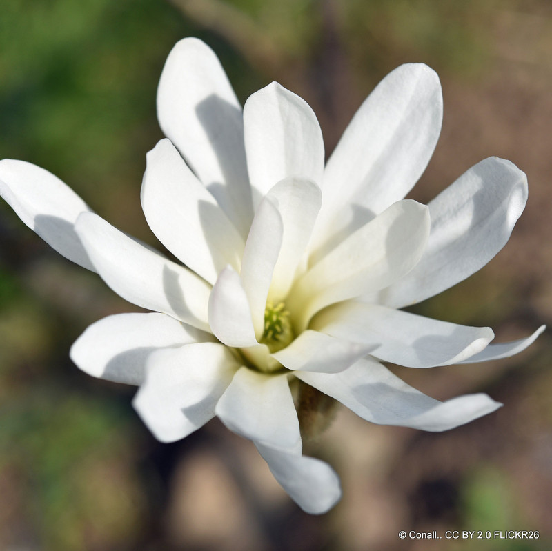 Magnolia stellata P11
