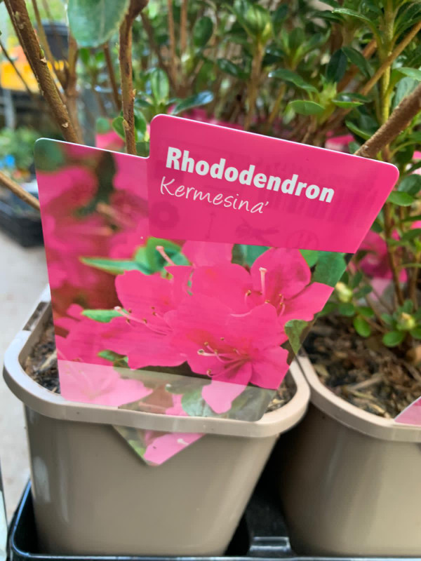 Rhododendron 'Kermesina' P11