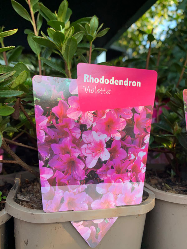 Rhododendron 'Violetta' P11