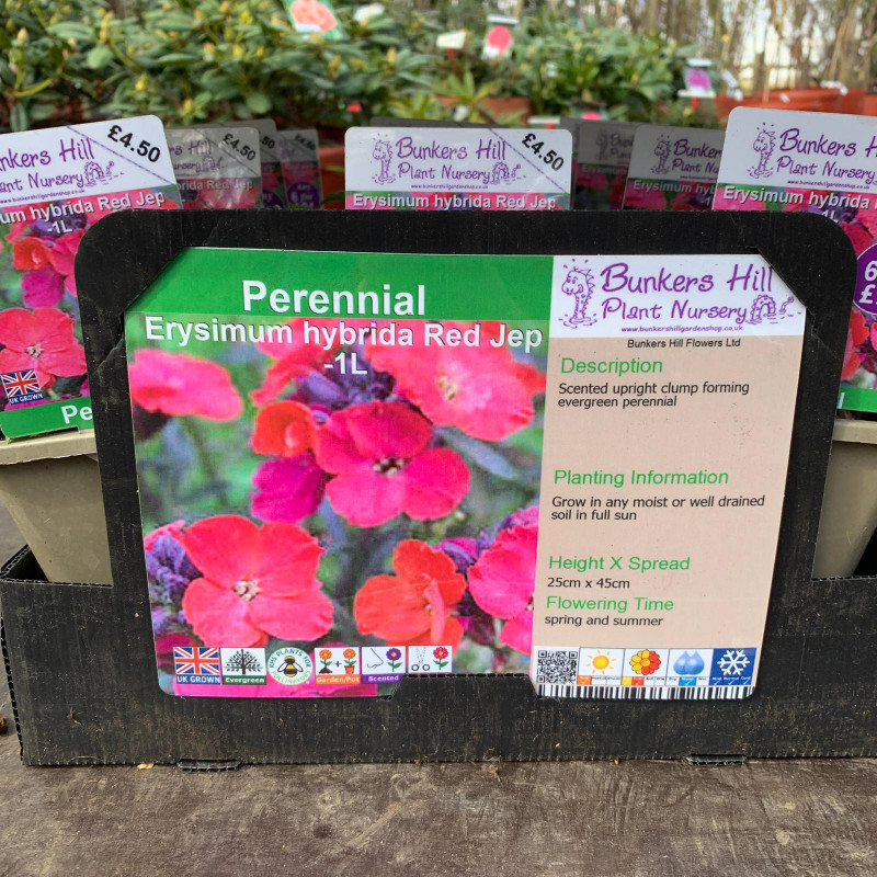 Erysimum hybrida 'Red Jep' 1ltr