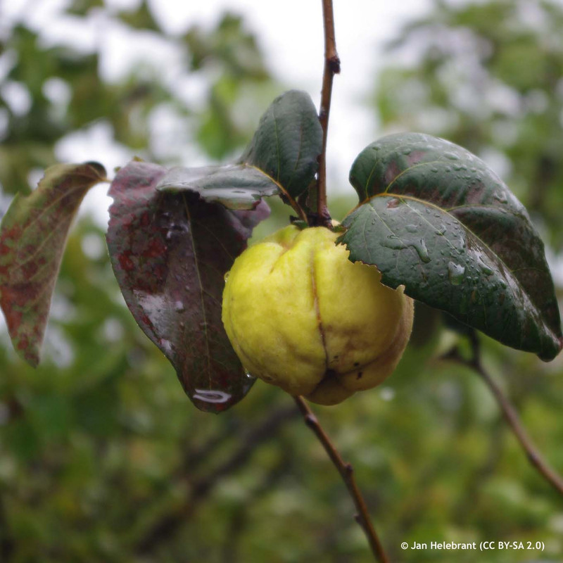 Quince 'Meeches Prolific' - 6/8cm girth tree (Quince A) - Potted