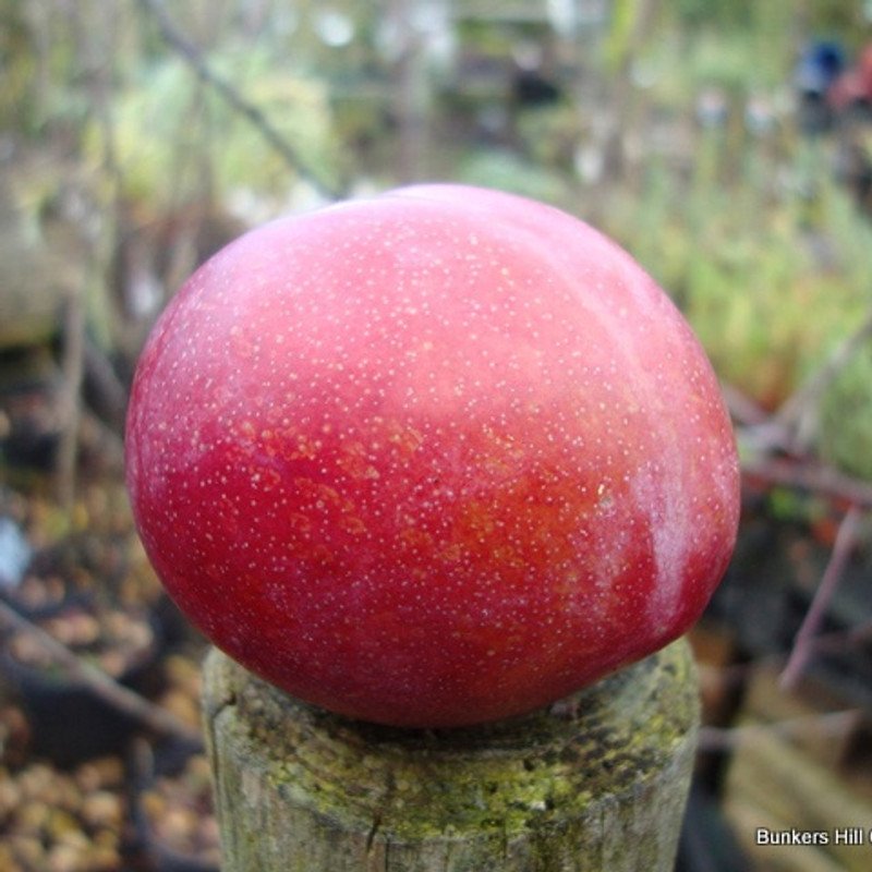 Plum 'Burbank' 2yr tree (St Julian A) - Potted