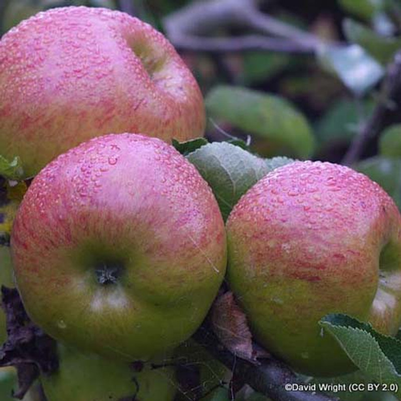 Apple 'Bramley Seedling' 2yr tree (M27)