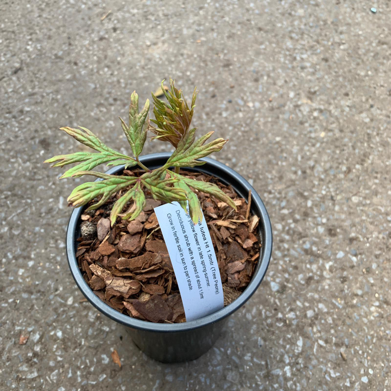 Paeonia delavayi var. lutea (Tree Peony)