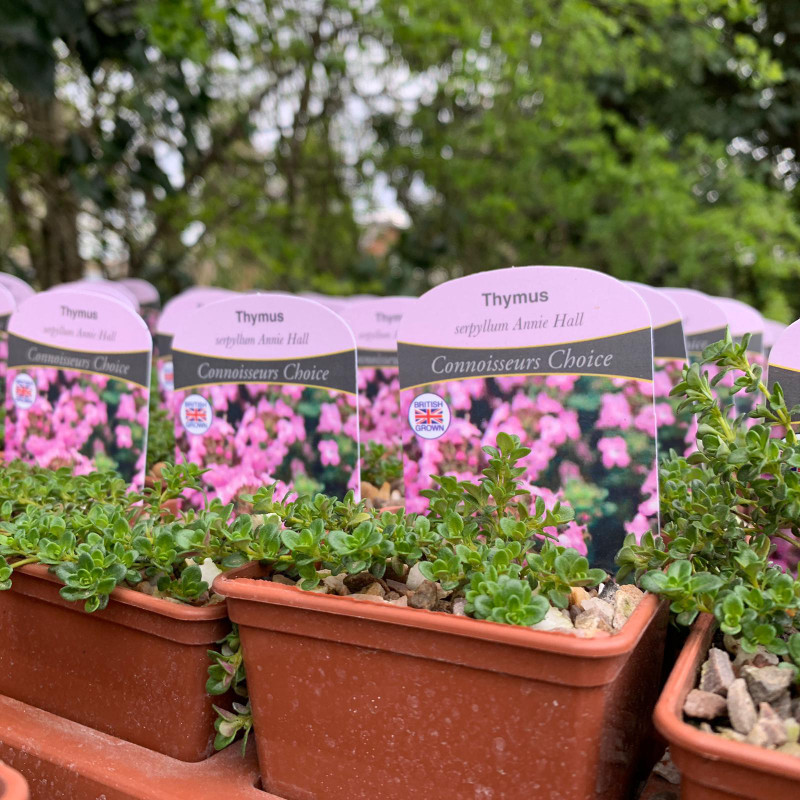 Thymus 'Annie Hall' 7cm