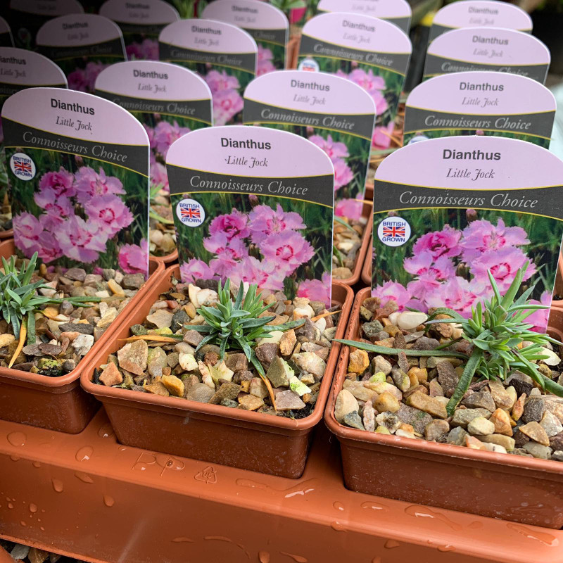 Dianthus 'Little Jock' 7cm