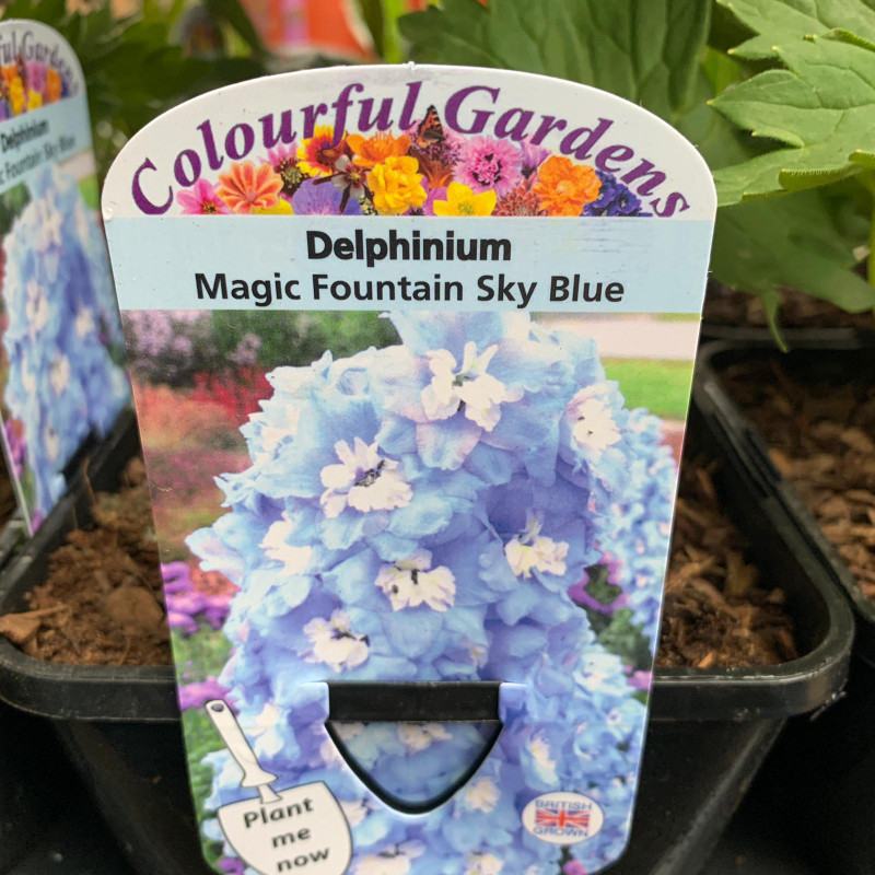 Delphinium 'Magic Fountain Sky Blue' 3ltr