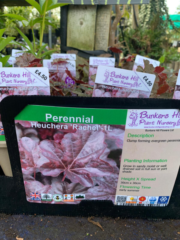 Heuchera Rachel 1ltr Heuchera Rachel 1ltr