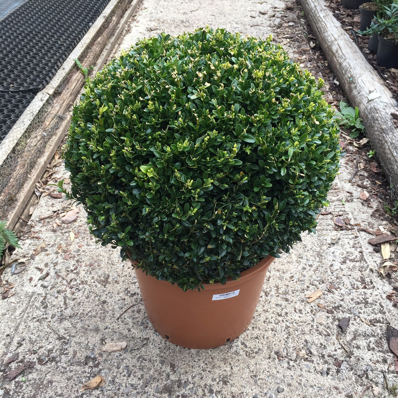 Box ball - 50-55cm approx. (Buxus)