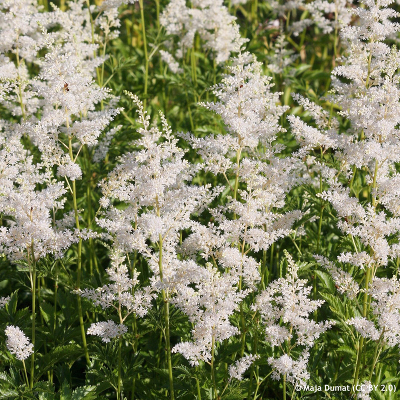 Astilbe japonica 'Deutschland' - 9cm