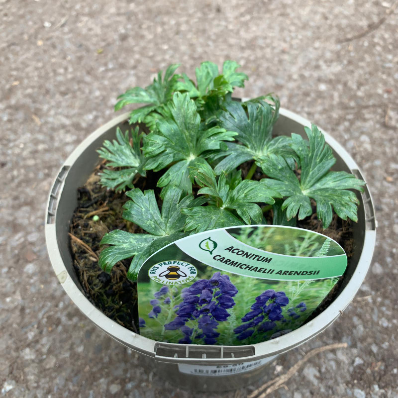 Aconitum Carmichaelii Arendsii - 2ltr