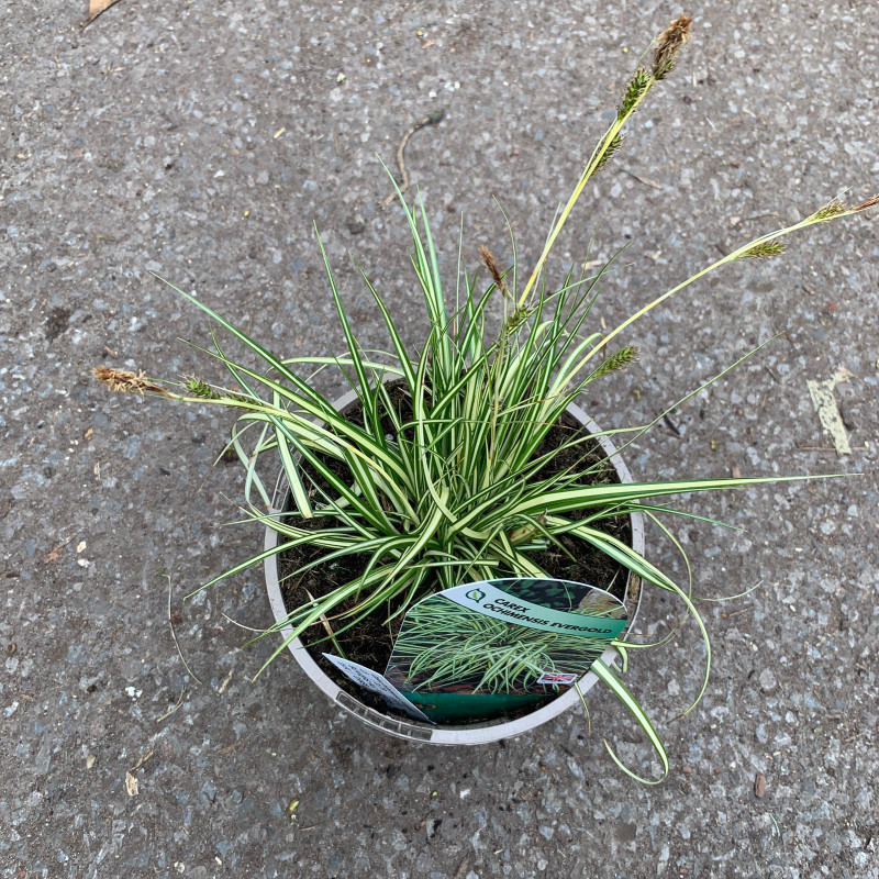 Carex oshimensis 'Evergold' (Grass) 2ltr