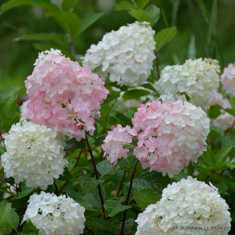Hydrangea paniculata 'Pinkachu'