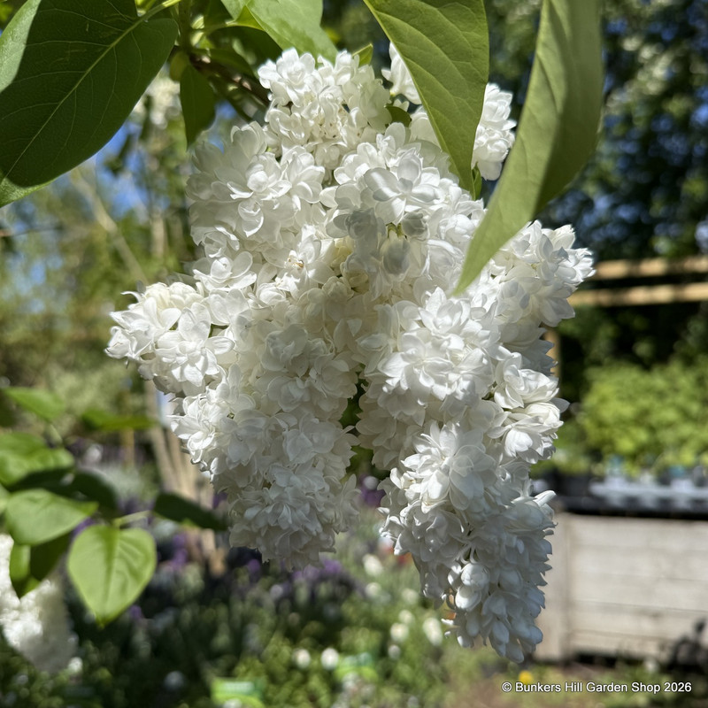 Syringa 'Souvenir Alice Harding' 36L