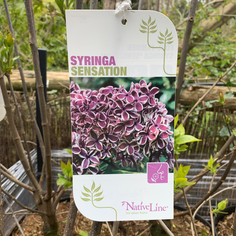 Syringa 'Sensation' 10ltr