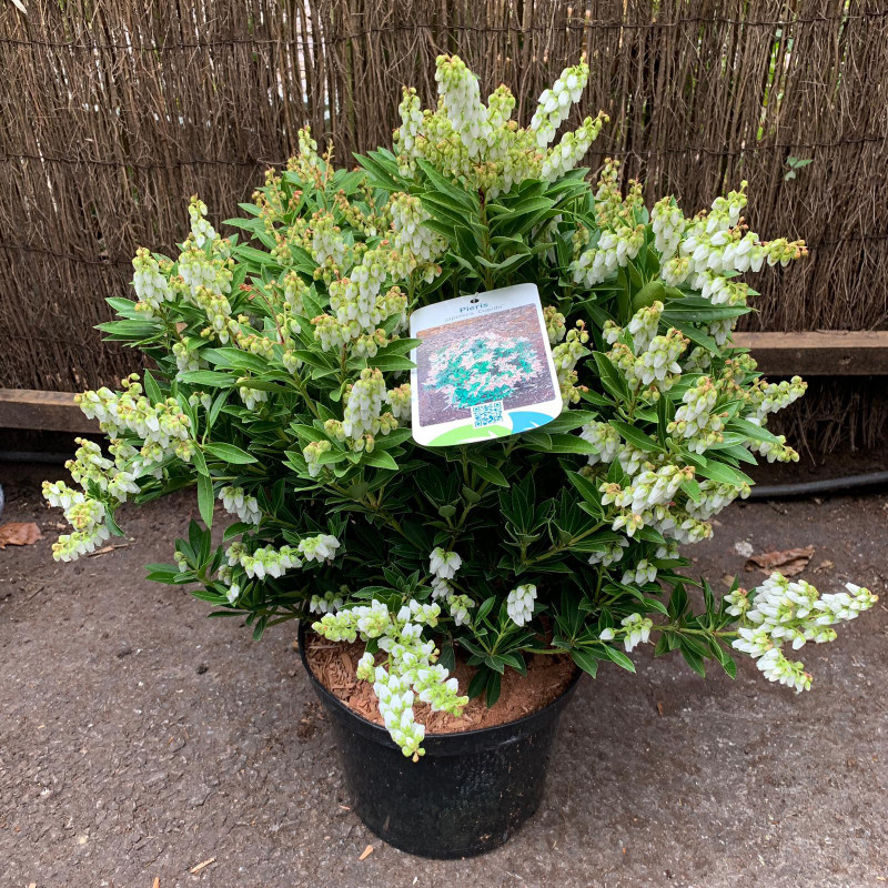 Pieris japonica 'Cupido' 5ltr