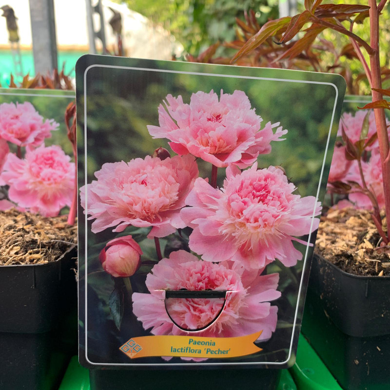 Paeonia lact. 'Pecher' (p11) - Peony