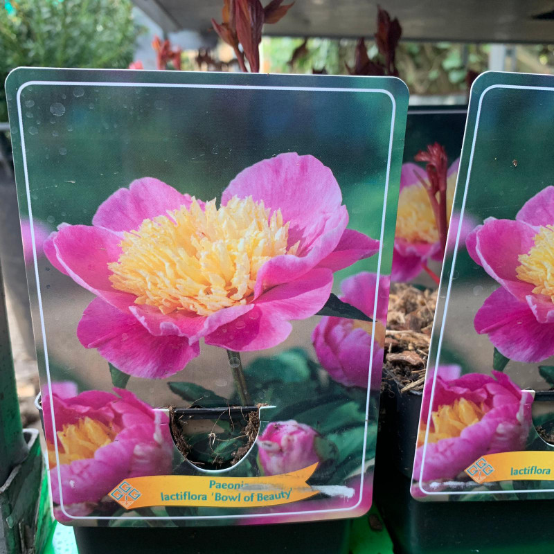 Paeonia lact. 'Bowl of Beauty' (p11)