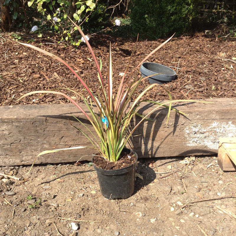 Phormium 'Jester' 3ltr pot