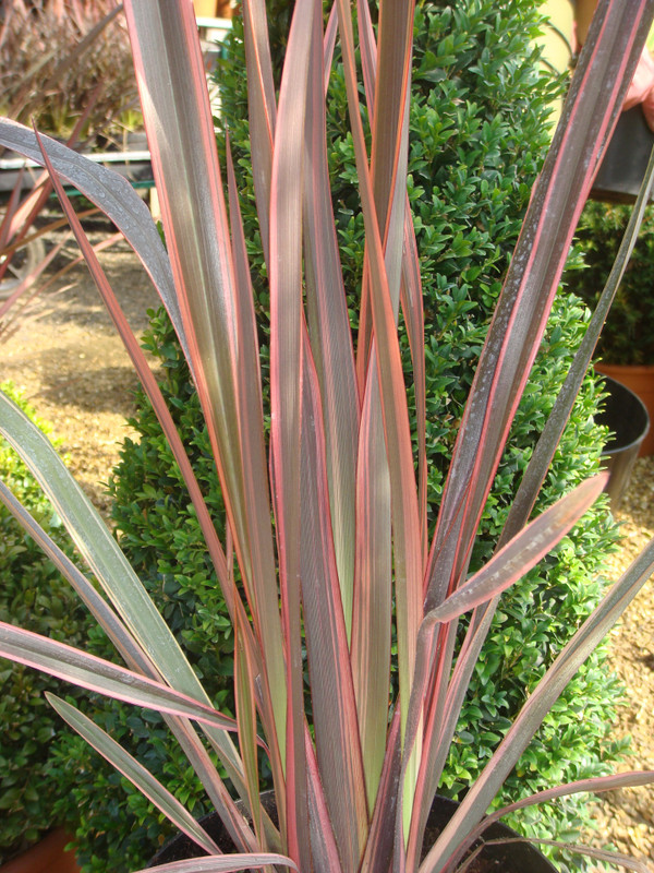 Phormium 'Rainbow Queen' - 3ltr