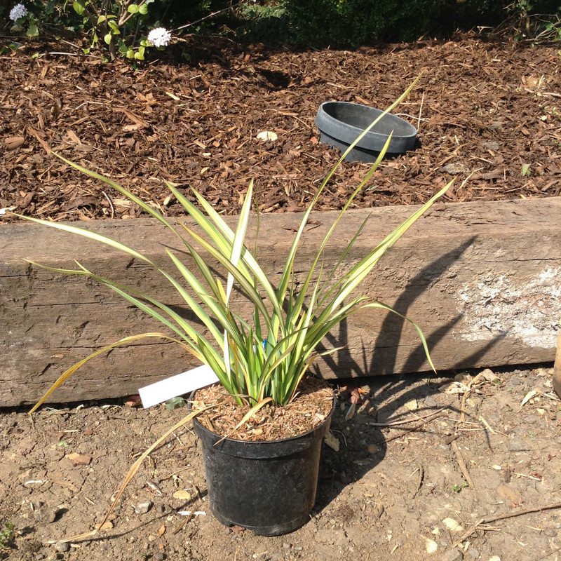 Phormium 'Golden Sword' - 3ltr