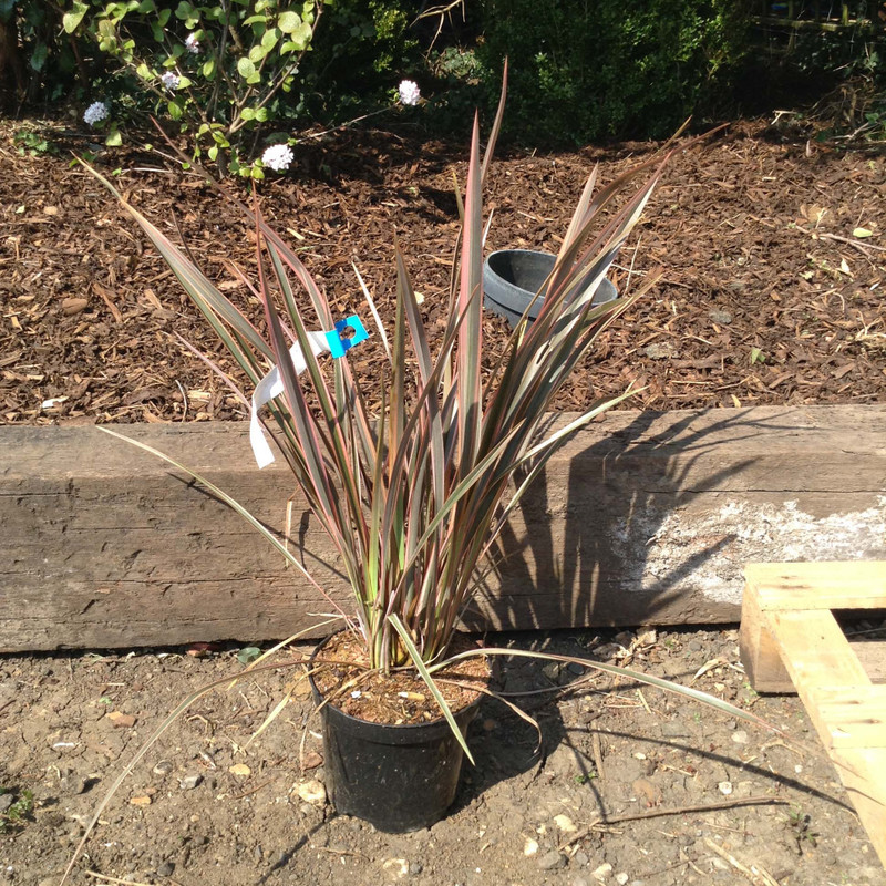 Phormium tenax 'Sundowner' - 3ltr