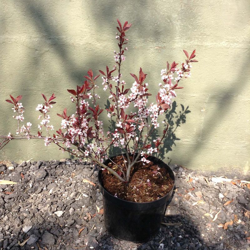 Prunus x cistena (Purple-leaf Sand Cherry) - 10ltr
