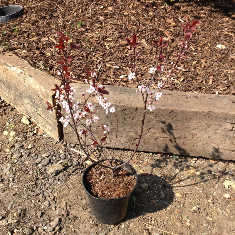 Prunus x cistena (Purple-leaf Sand Cherry) - 3ltr