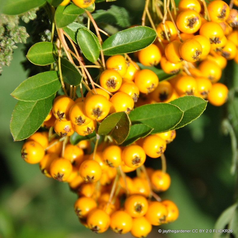 Pyracantha 'Soleil d'Or' (Firethorn) - 3ltr pot