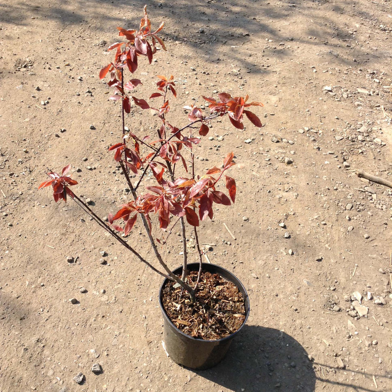 Prunus cerasifera 'Nigra' - 3ltr