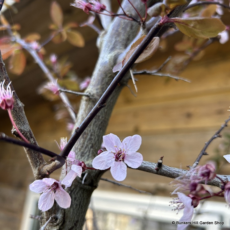 Prunus cerasifera 'Nigra' - 3ltr
