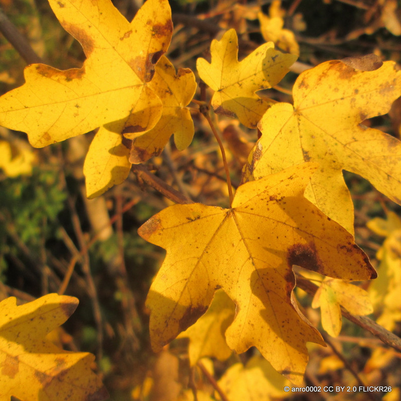 Acer campestre (Field Maple) BAREROOT