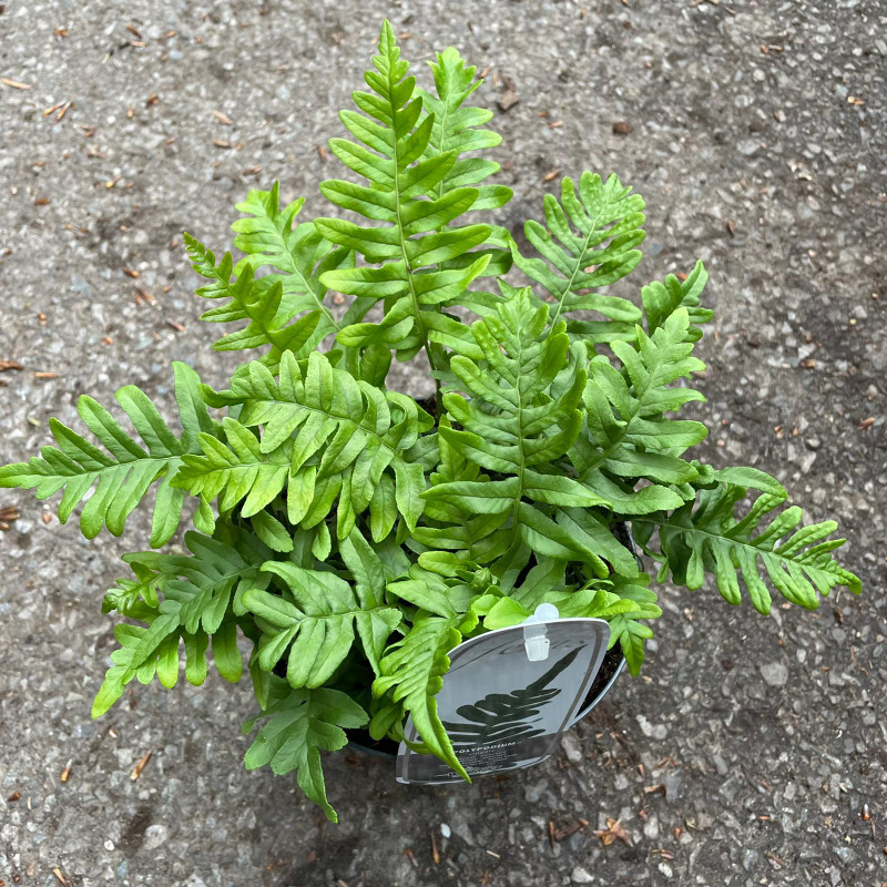 Polypodium vulgare - Hardy Fern