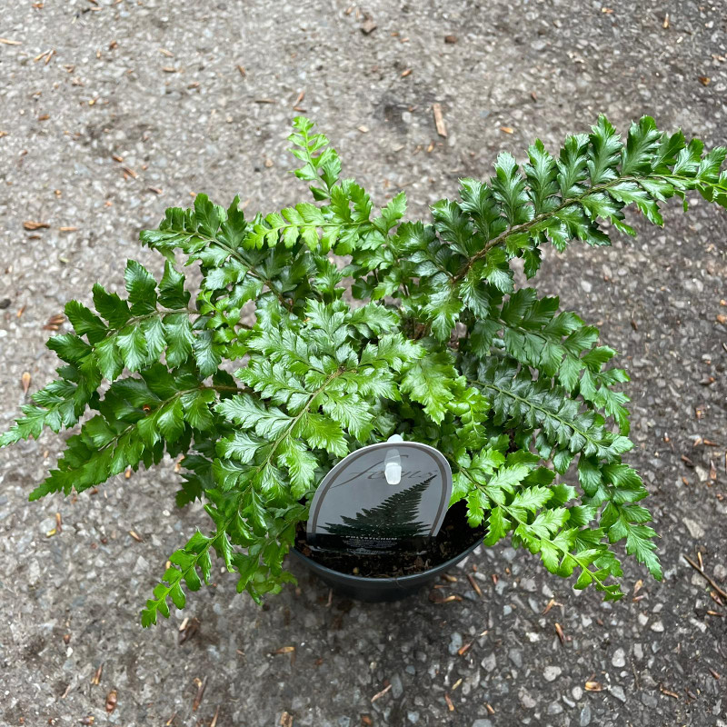 Polystichum polyblepharum - Hardy Fern S+