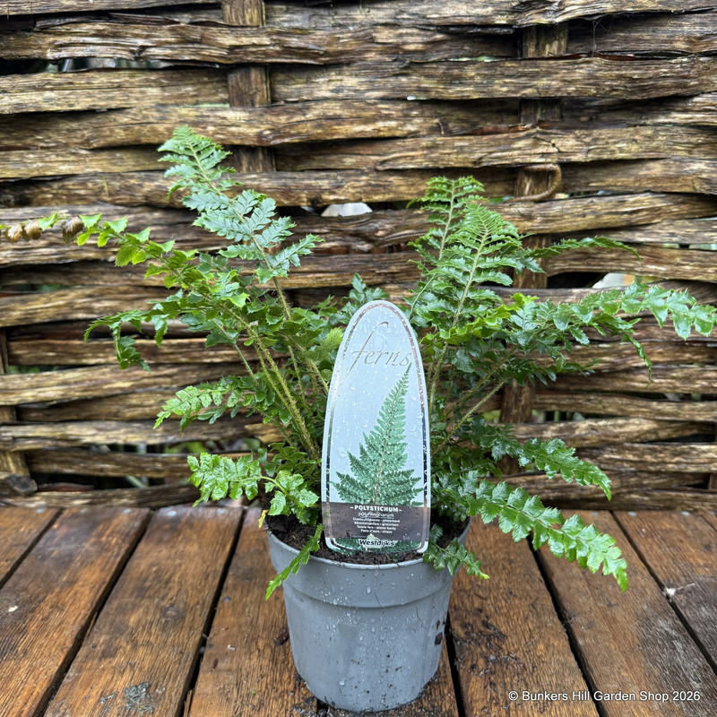 Polystichum polyblepharum - Hardy Fern S+