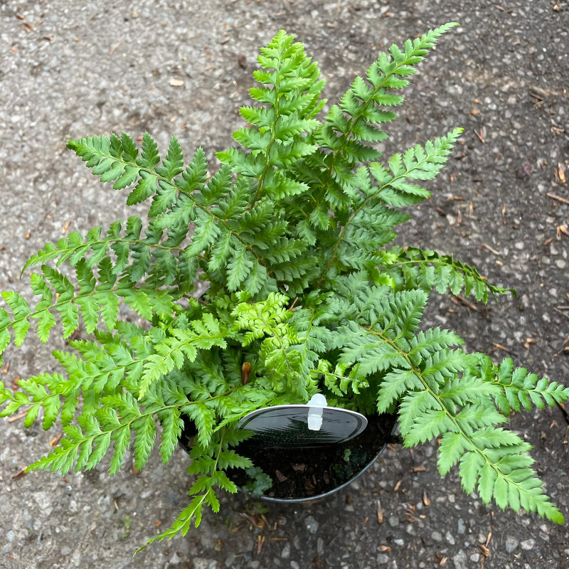 Polystichum setiferum  - Hardy Fern