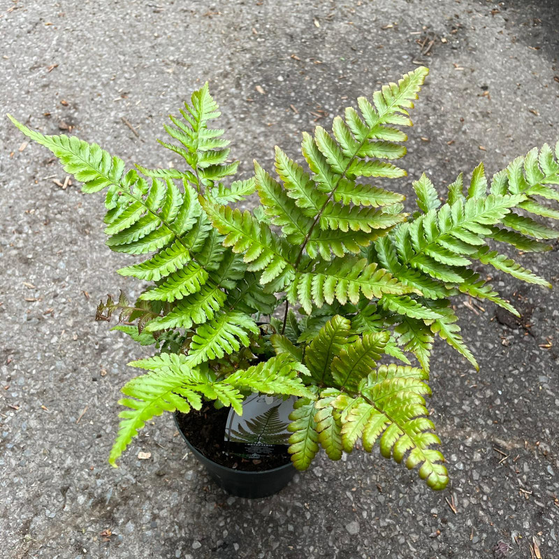 Fern Dryopteris lepidopoda   - Hardy Fern