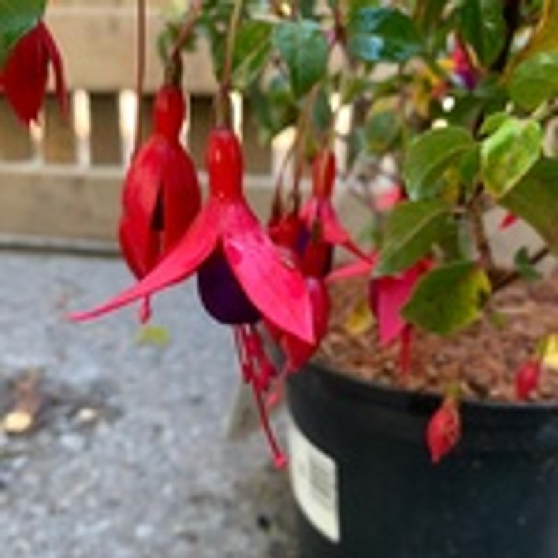 Fuchsia 'Mrs. Popple' 3ltr pot