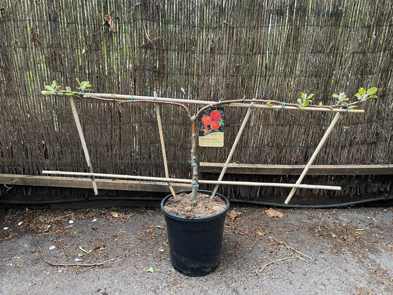 Malus Apple Gala Stepover Bunkers Hill Plant Nursery