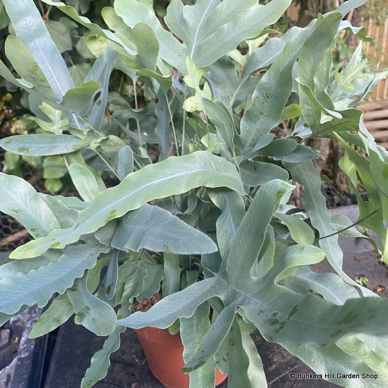 Phlebodium 'Blue Fern' Phlebodium 'Blue Fern'