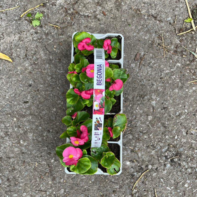 Begonia (10 pack)